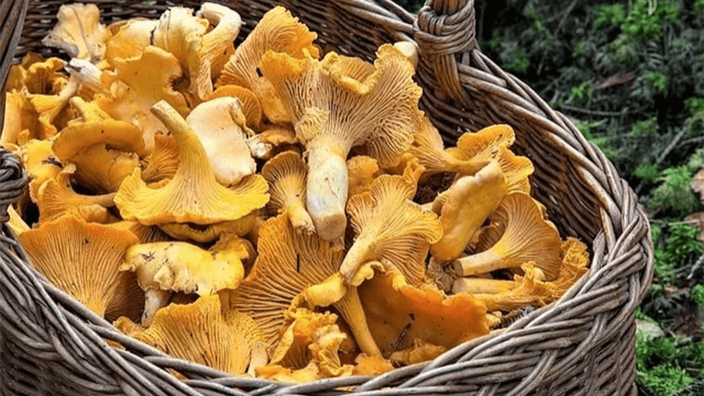 KURKOWO – NOWOŚCI W MENU!